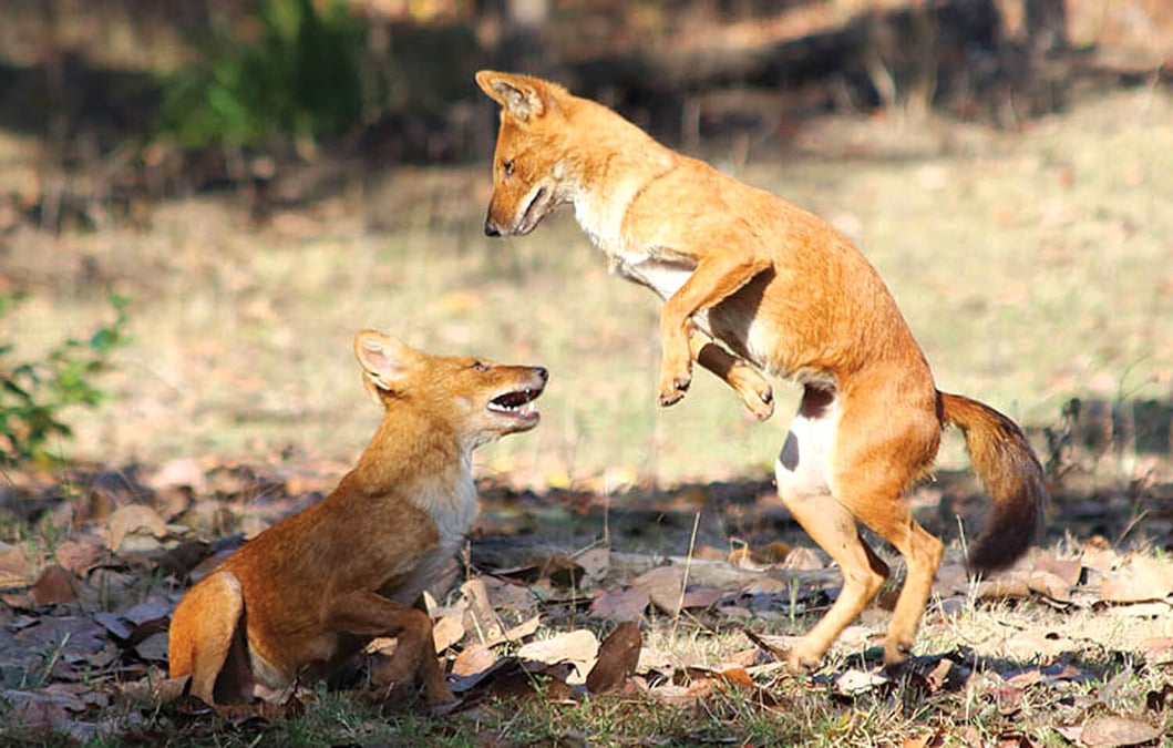 Saving Nepal’s last wild dogs
