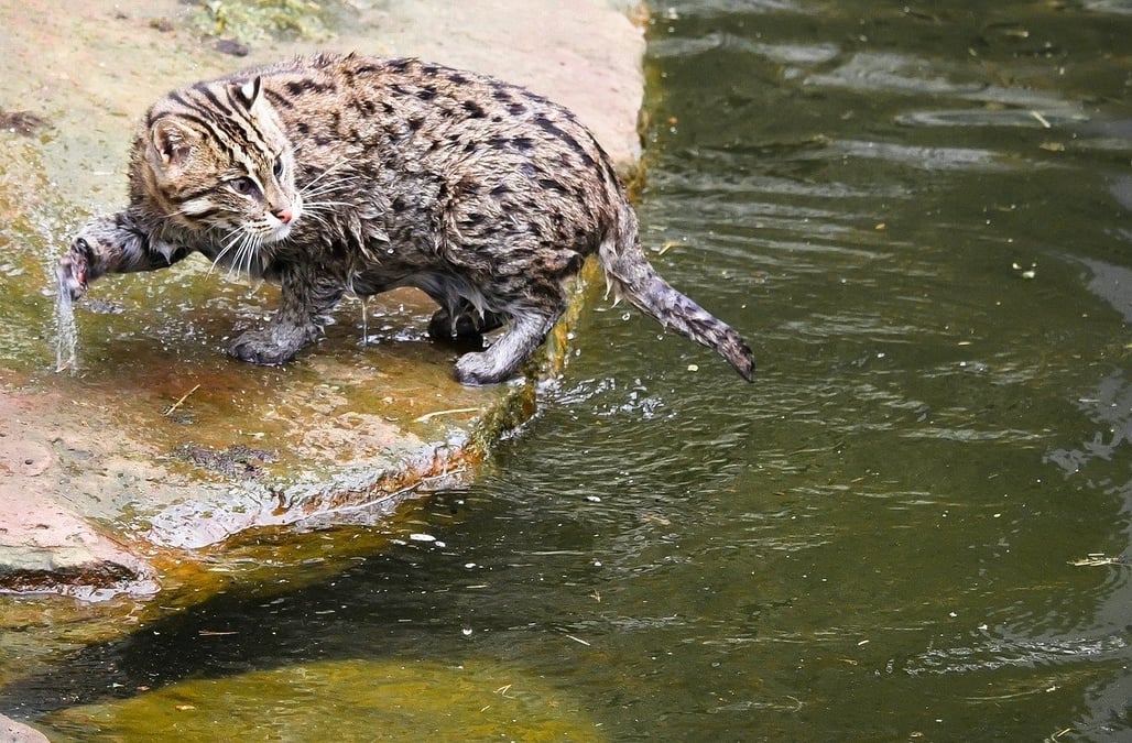 Caught on camera: Nepal’s rare fishing cat