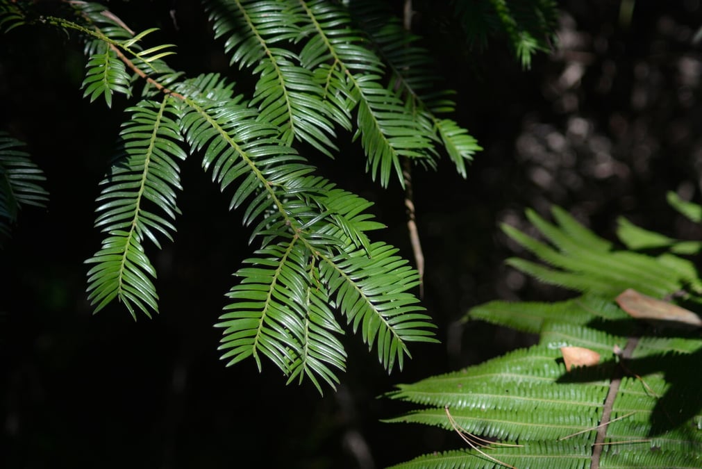 Rare anti-cancer tree on verge of extinction