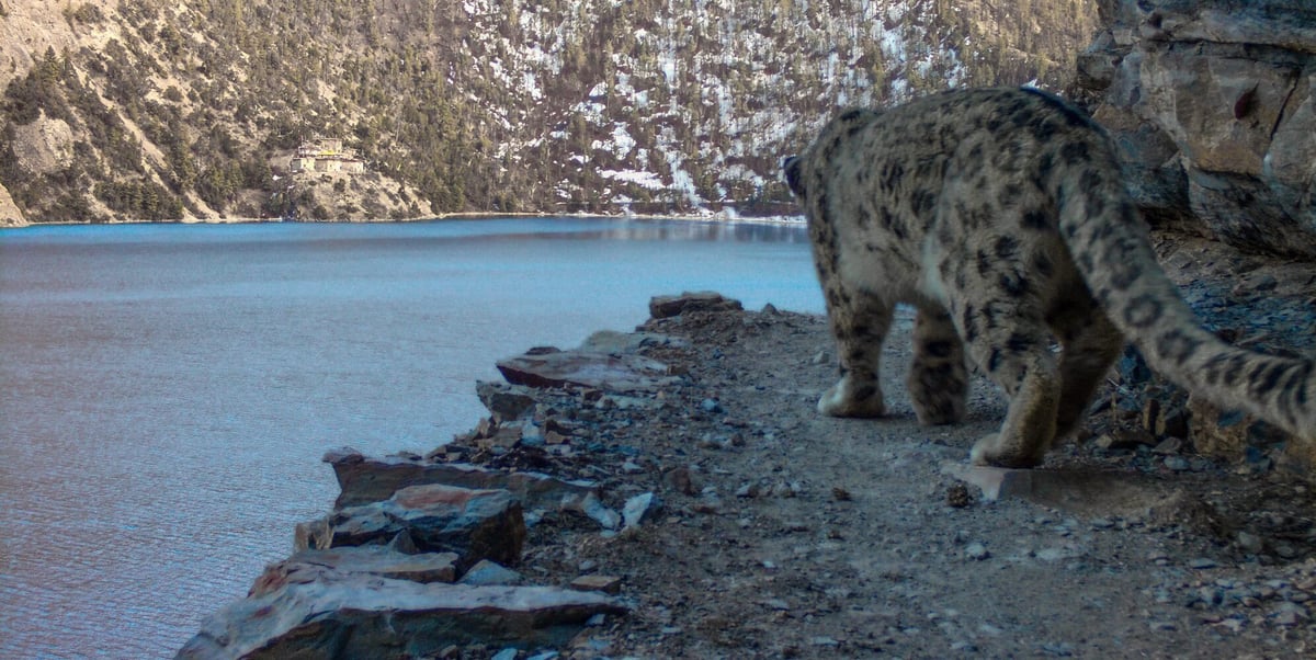 Trekking to save Nepal's snow leopards