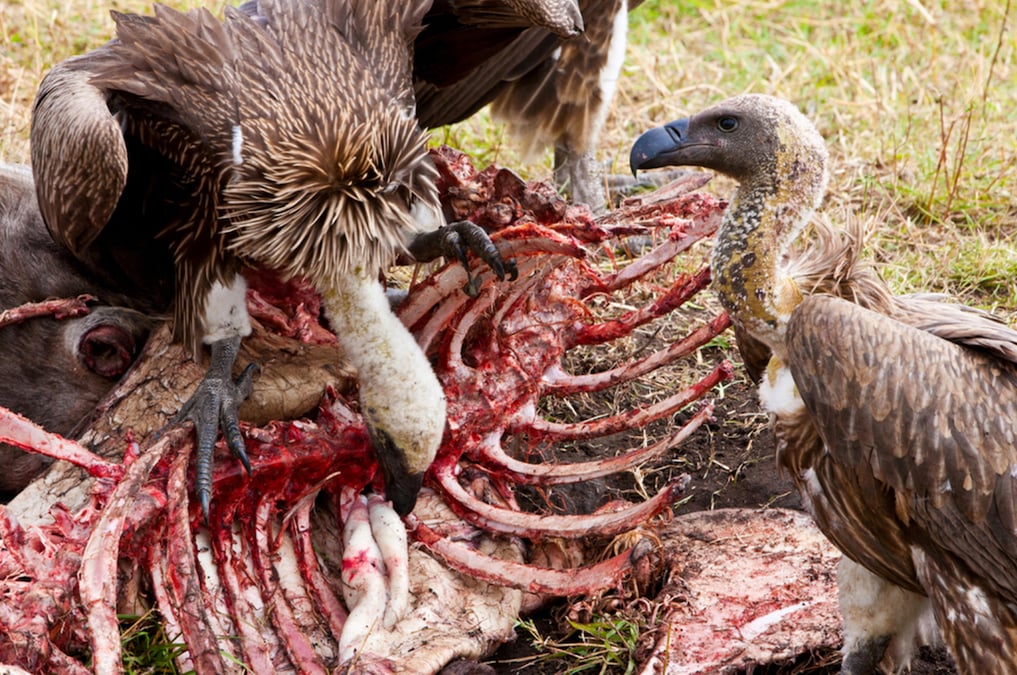 Reviving Himalayan vulture and culture