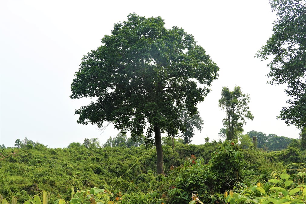A Latahar tree in Jhapa's Jalthal forest. All photos: LILA NATH SHARMA
