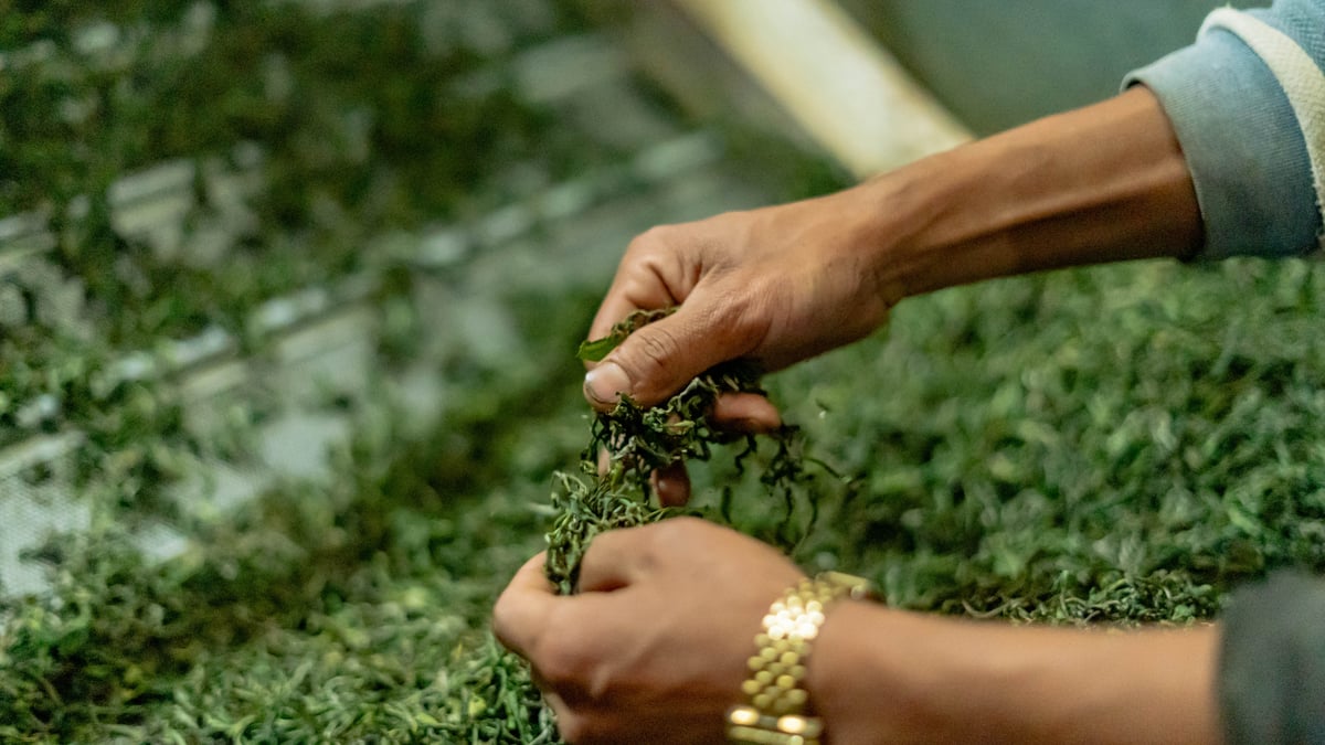 Photos: NEPAL TEA COLLECTIVE
