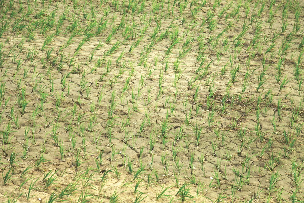 PARCHED PRADESH: Desiccated paddy fields in Kalaiya of Bara district on Wednesday. Rice has been planted in only 40% of farms in Madhes Province because of delayed monsoon rains, and wells going dry. Photo: JAYLAL SAH