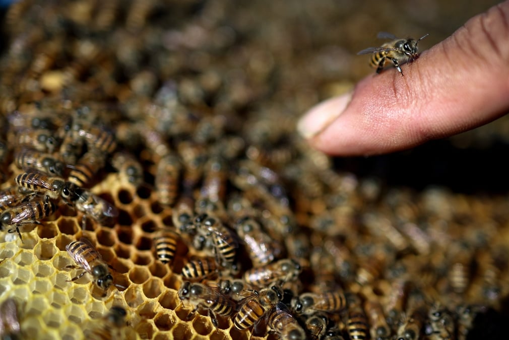 Honey=Money