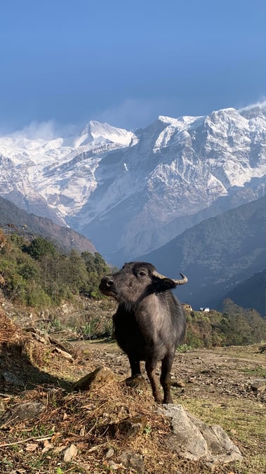 Photo: KUNDA DIXIT