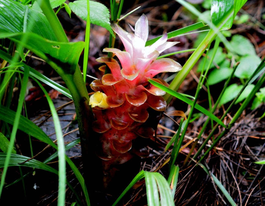 Curcuma nepalensis in its habitat