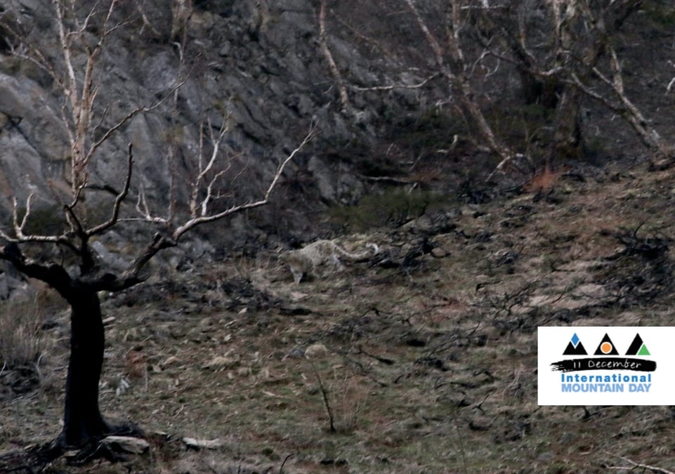 Snow leopard sighting at Shey Phoksundo National Park. Photo: SHEREN SHRESTHA/WWF NEPAL
