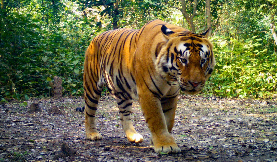 Saving tigers to save the economy