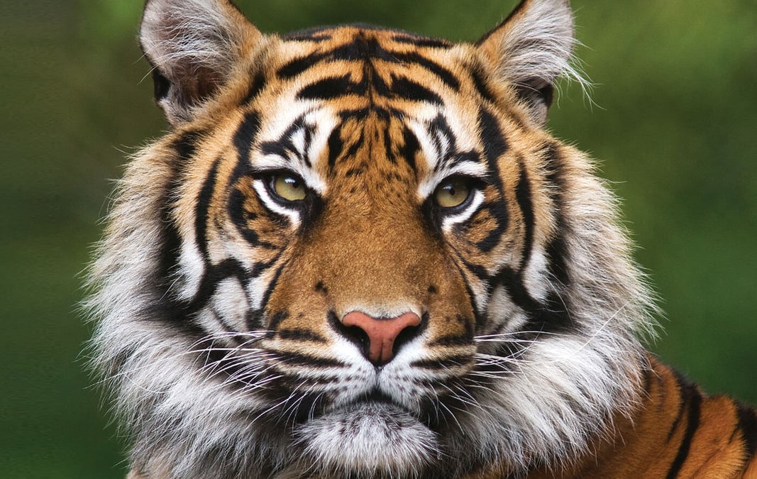Nepal nearly tripled the number of its big cat population in 10 years.