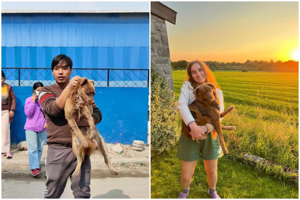 Kalle was rescued and treated by the KAT centre after being run over by a vehicle in the streets of Tokha (left). He was later adopted by Belgian volunteer Antonia, who nursed him back to health after his surgery (right). Photo courtesy: KAT CENTRE