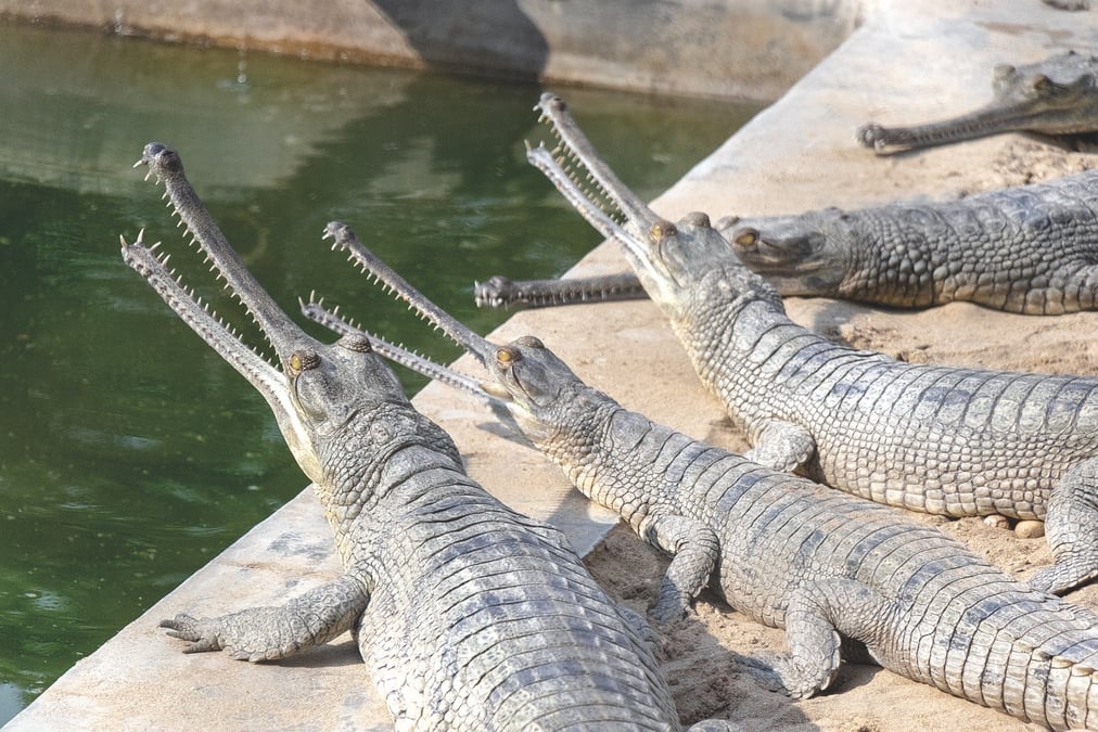 Gharial at the breeding centre in Kasara bask in the sun before their release into the wild. Photo: ADITYA PAL/WIKIMEDIA COMMONS