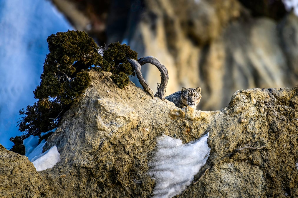 GOD'S PETS: High altitude photographer and conservationist Tashi R Ghale captured this shot of a snow leopard watching him from a crag in Manang. Photo: TASHI R GHALE