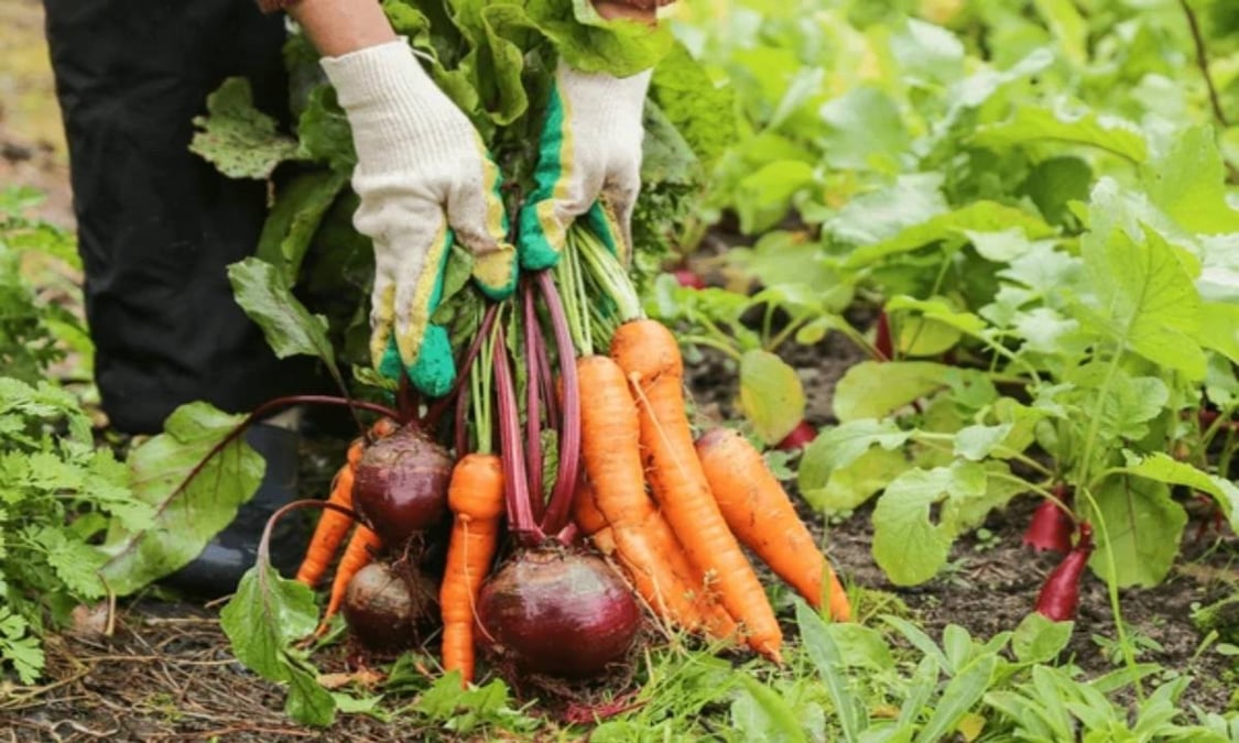 Root veg exports