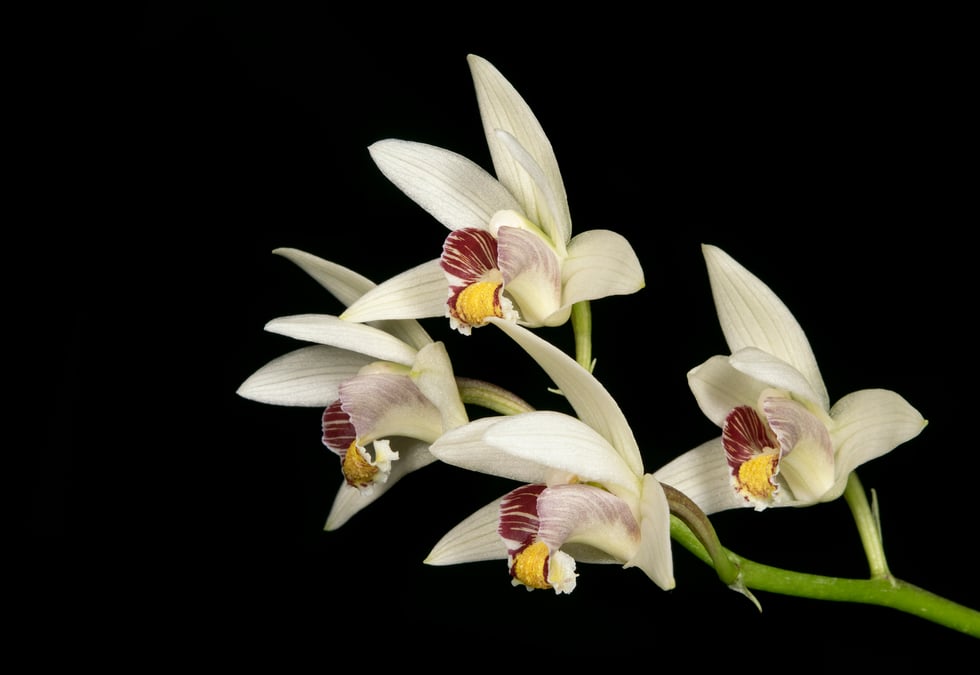 Eria coronaria All Photos: ABU HANG SAMUEL