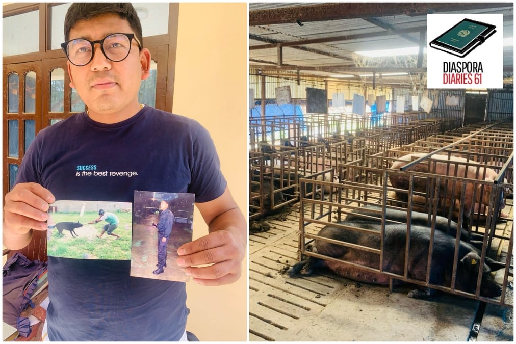 PIG STY: Sushil Lama (left) worked for eight years as a security guard in Malaysia, where he trained sniffer dogs. After returning to Nepal, he went to Korea and worked in a pig farm. He brought back his knowledge to start a boar farm (right) that now supplies pork to Hankook Meat Mart, run by fellow-returnees from Korea.