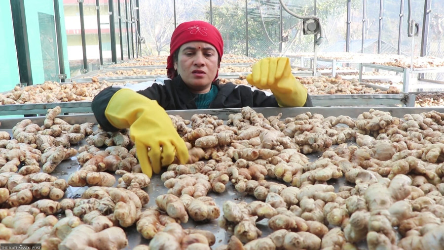 Ginger exports