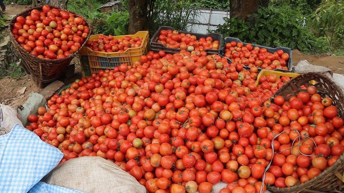 Tomato prices crash
