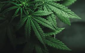 Ganja on the Sapta