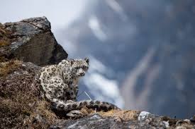 397 snow leopards
