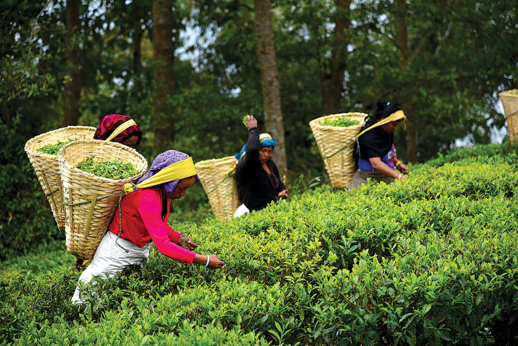 Tea exports rise