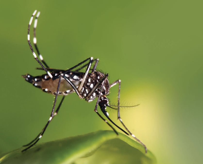 Dengue Rising