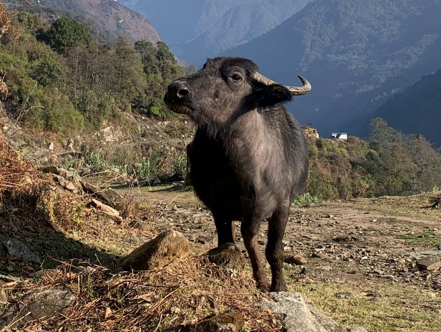 Buffalos to China
