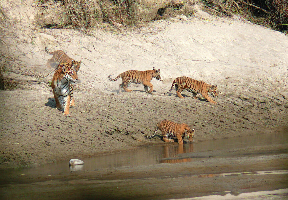 The Indigenous Tharu community traditionally protected the habitat of the big cats in Chitwan and other parts of Nepal. Photo: WWF
