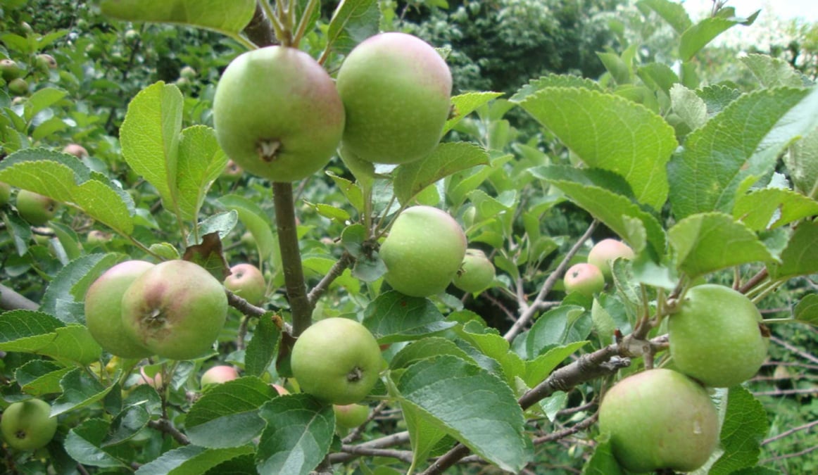 Bad apples