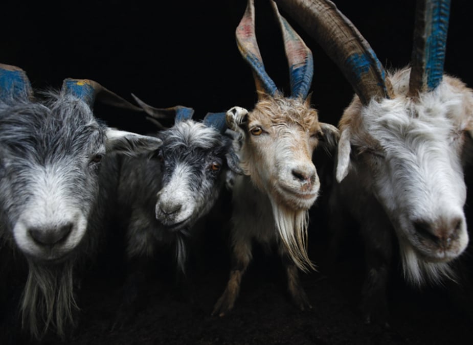 Goats for Dasain
