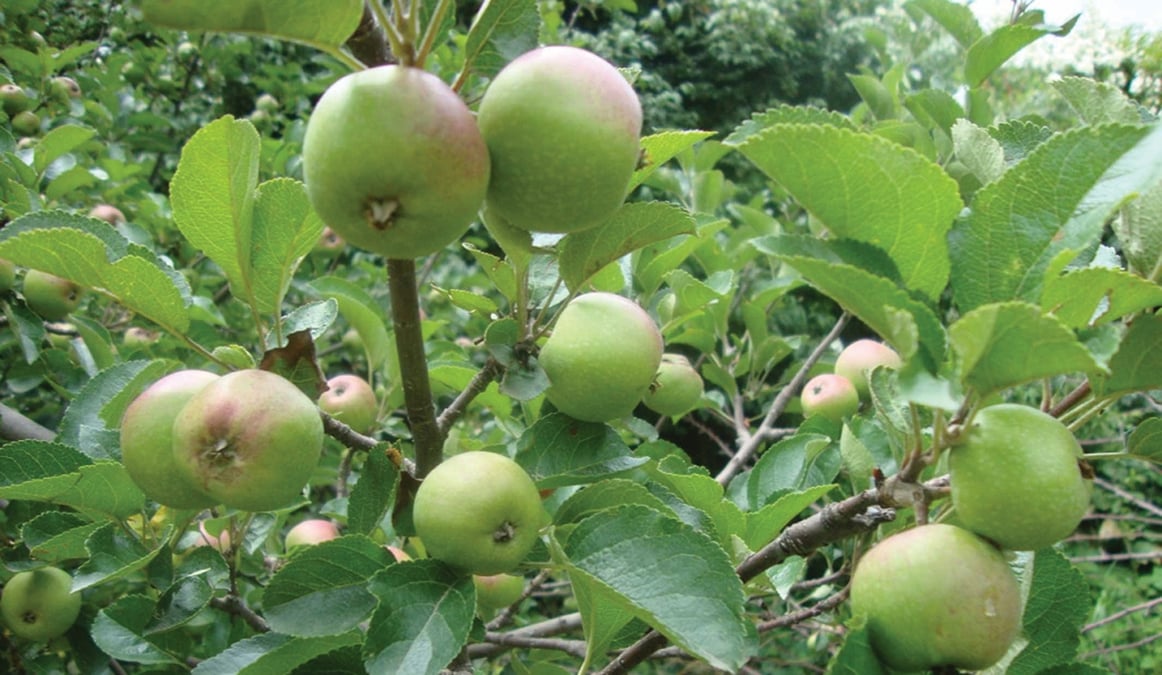 Jumla apples