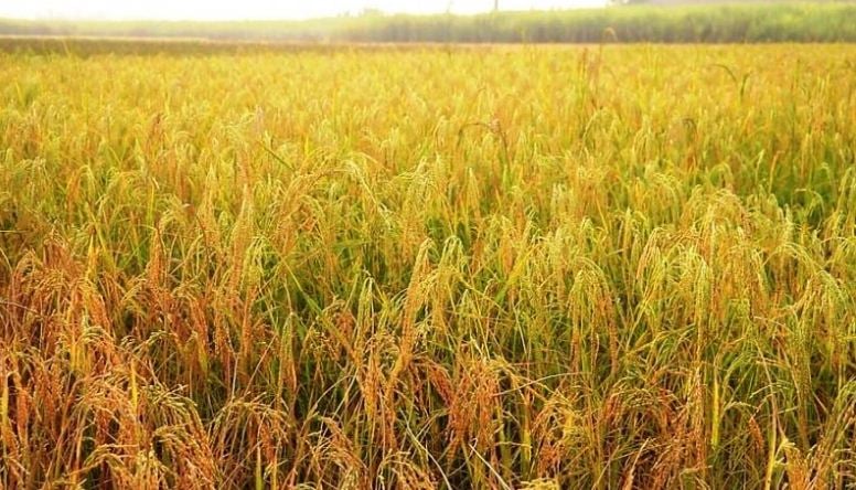 Paddy down 4.4%