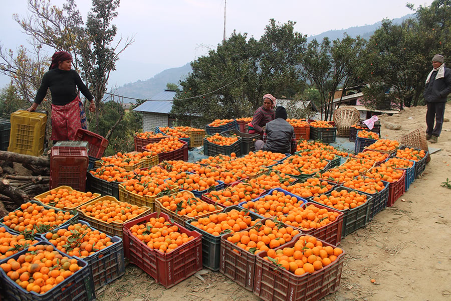 Baglung oranges