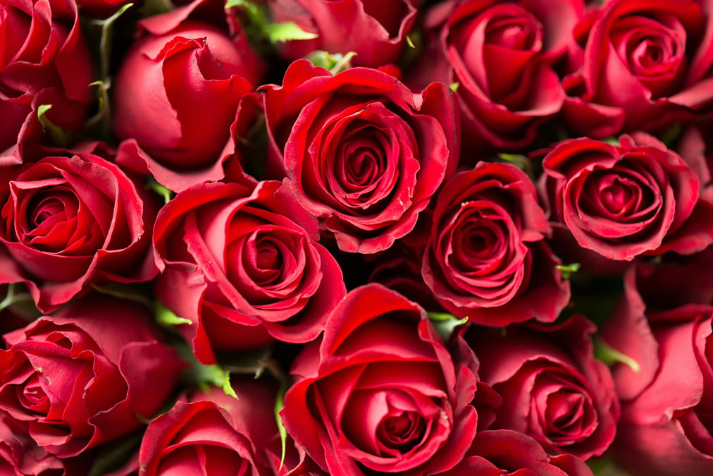 Rose sales