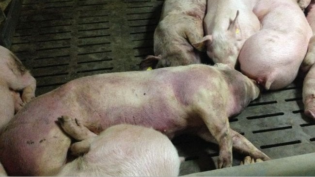 Swine Flu in Parbat