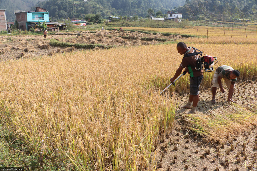 Organic Lumbini