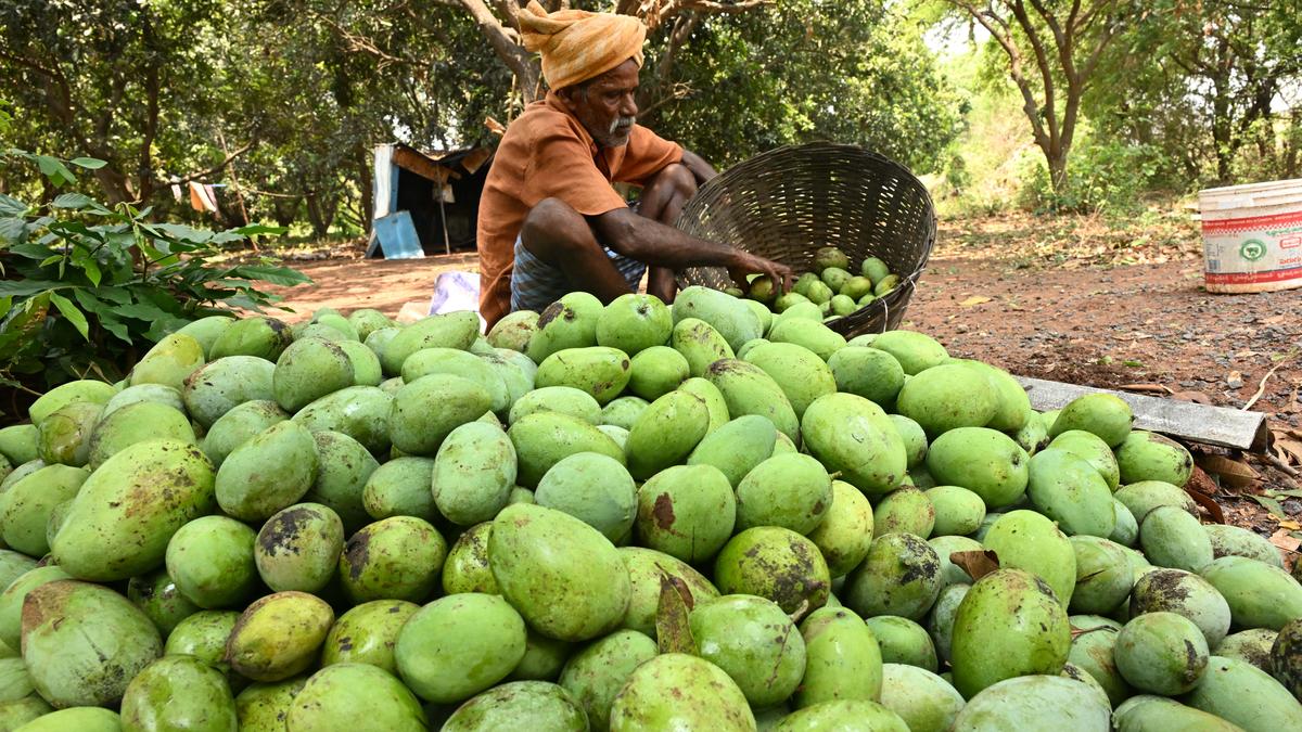 Madhes mango