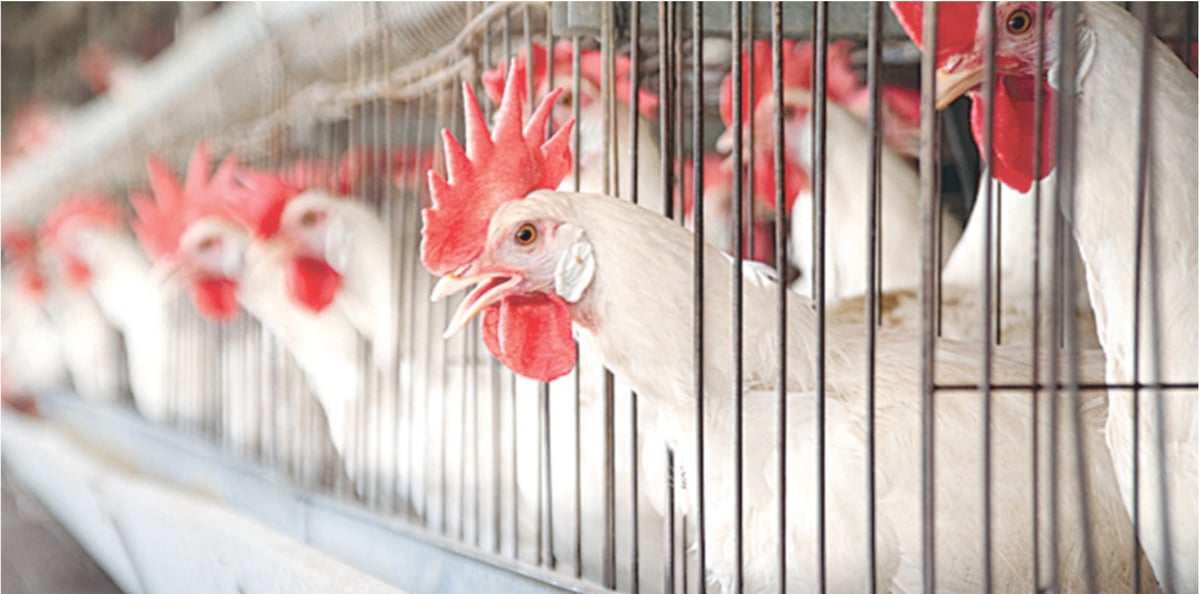 Poultry earns Rs58B