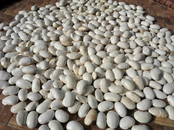 Exporting beans