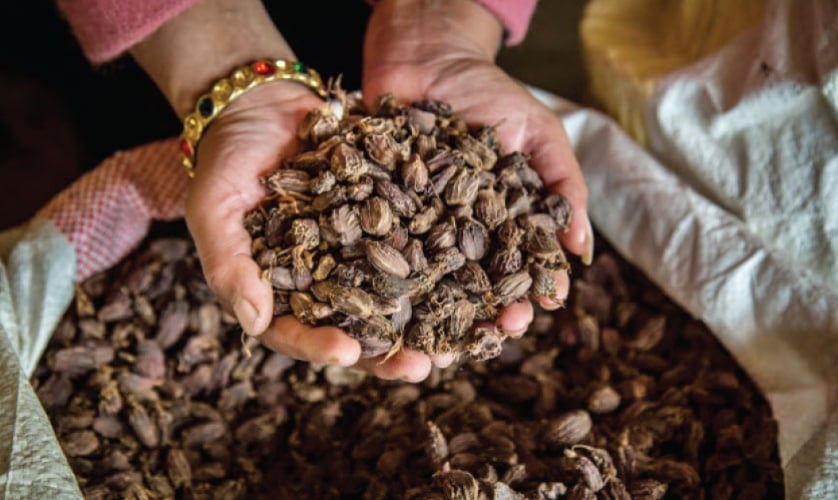 Cardamom exports