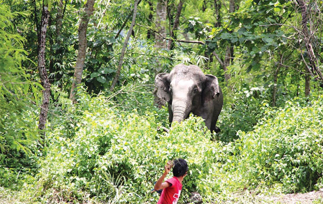 Wildlife attack