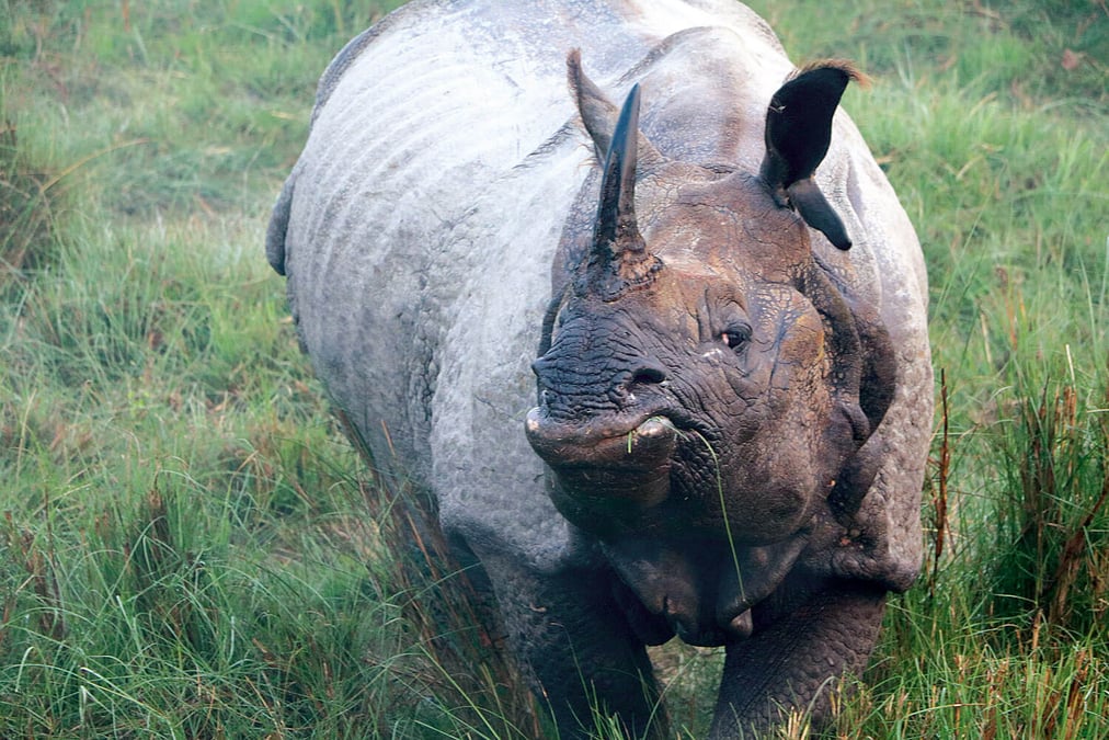 Chitwan tourism up