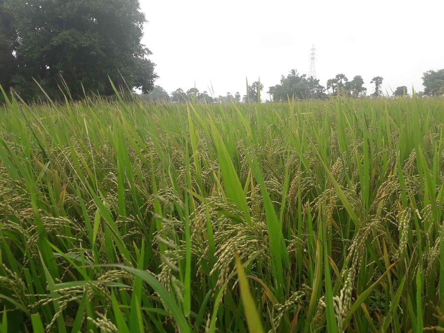 Madhes paddy