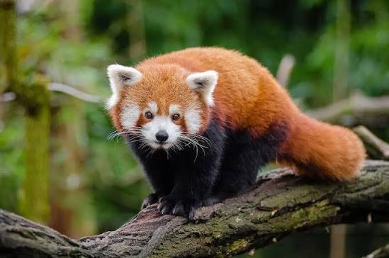 Red Panda marathon