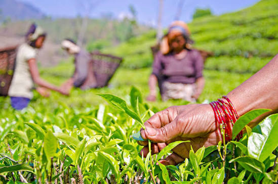 Tea testing lab