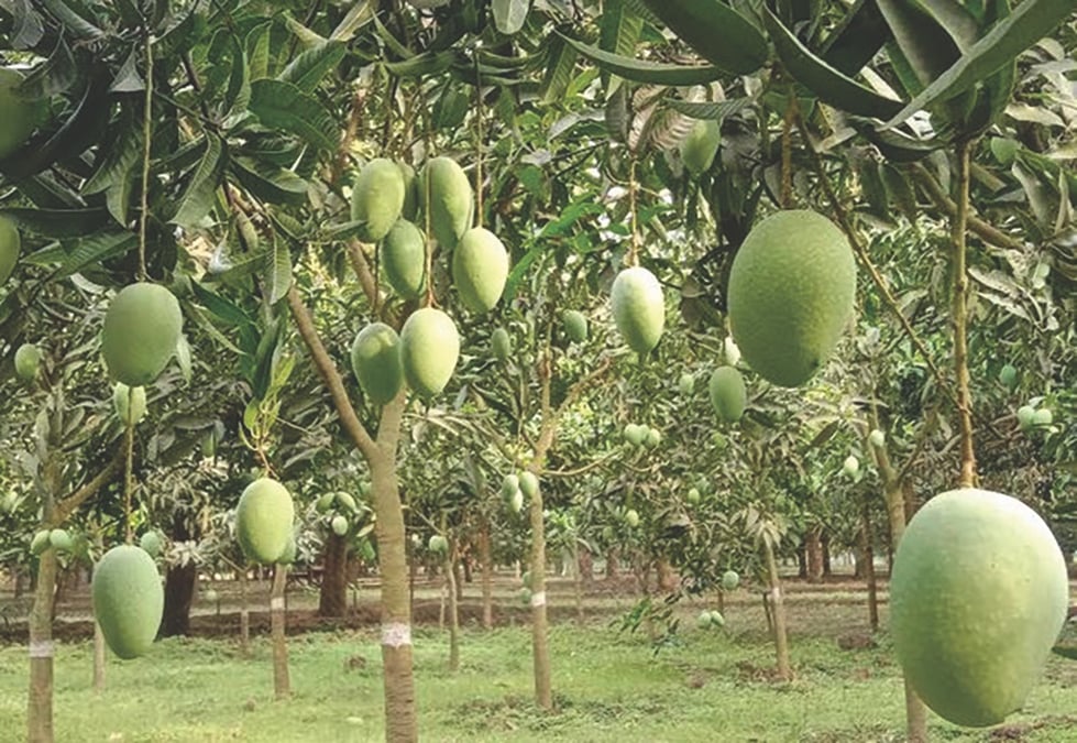 Mango Diplomacy