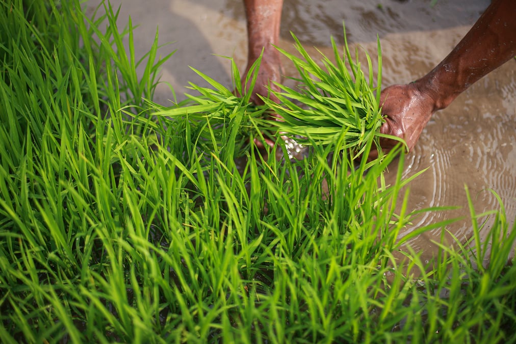 Paddy plantation