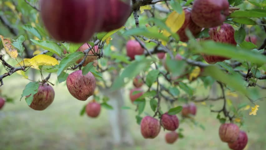 Mustang apples