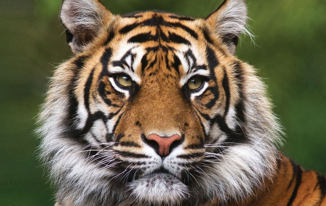 Tiger sanctuary