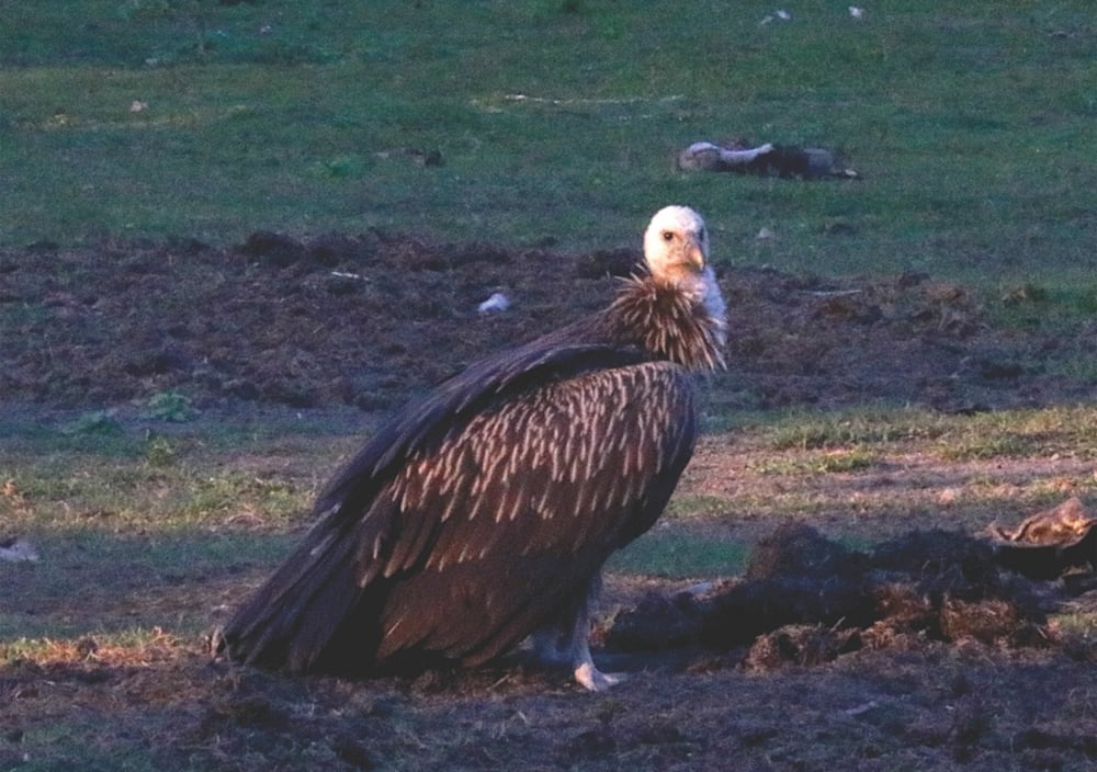 How South Asia's vultures were rescued from the brink of extinction